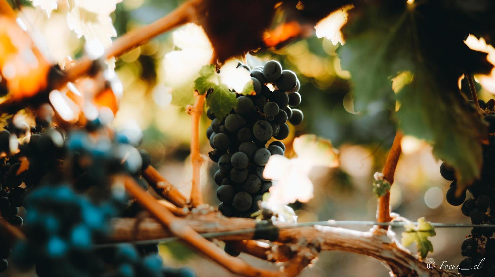 Hotel Boutique Raices De Colchagua サンタ・クルス エクステリア 写真